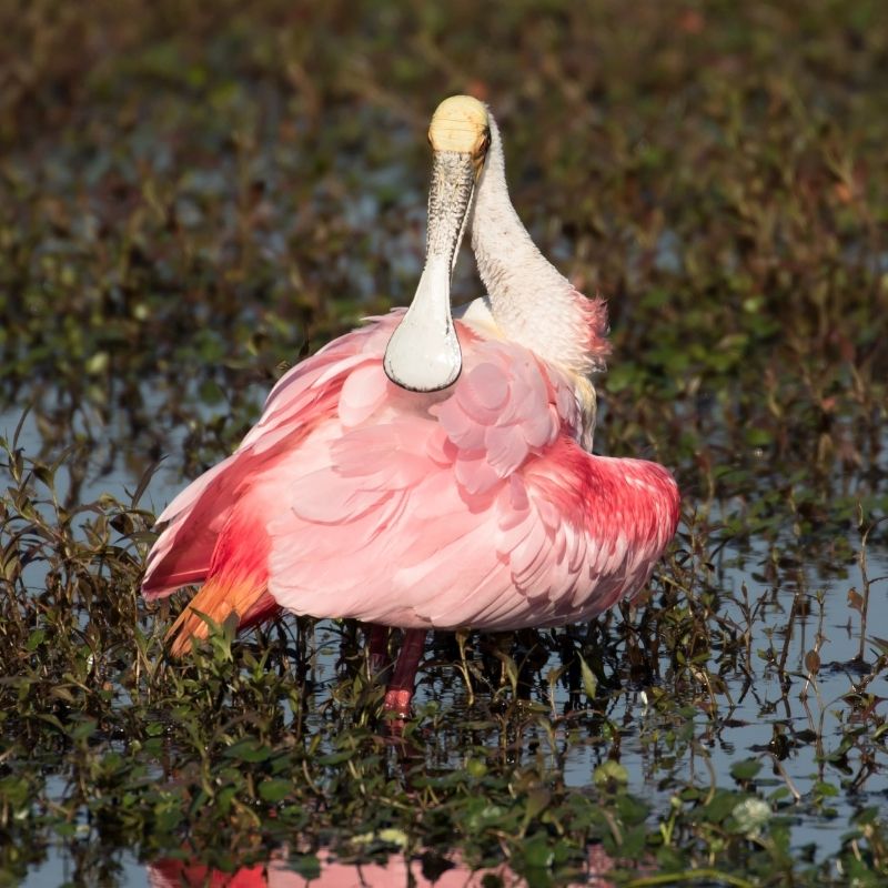 Image for Thing To Do Parks, Birding, & Nature